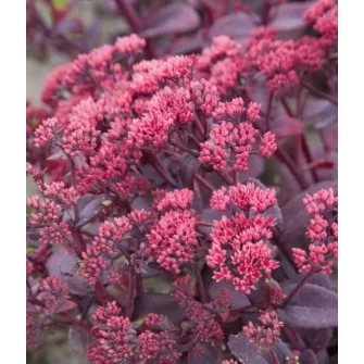 Varjúháj (Sedum)