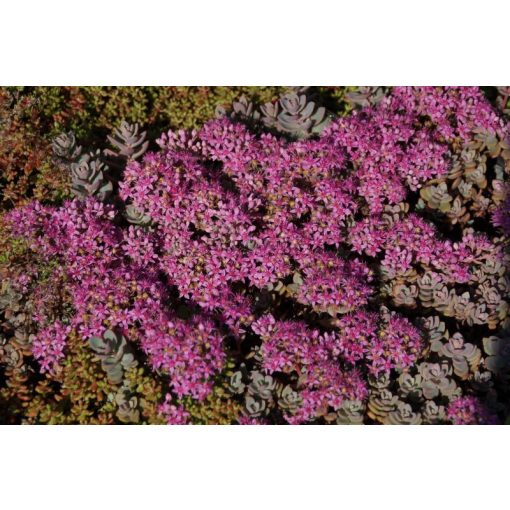 Sedum cyaneum Sachalin - Rózsáskék varjúháj