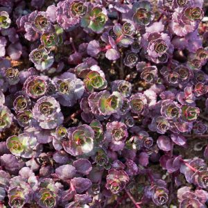 Sedum spurium Purple Winter - Kaukázusi varjúháj