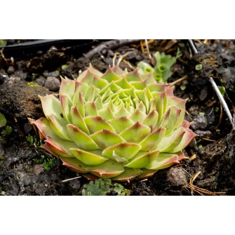 Kövirózsa (Sempervivum)
