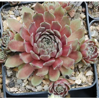 Kövirózsa (Sempervivum)
