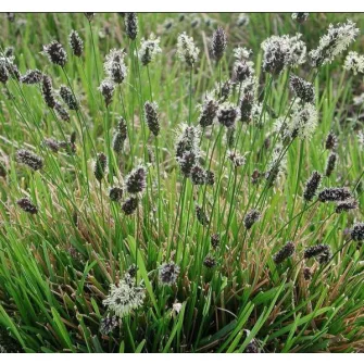 Nyúlfarkfű (Sesleria)
