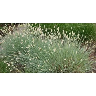 Nyúlfarkfű (Sesleria)