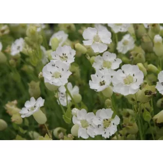 Mécsvirág (Silene)