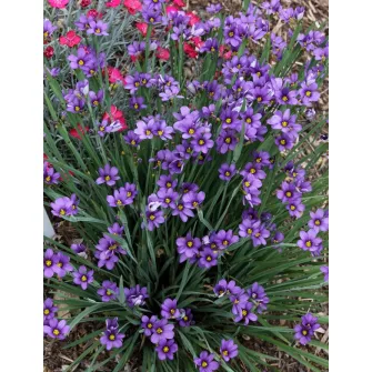 Sásbokor (Sisyrinchium)