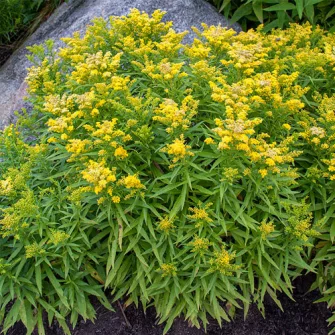 Aranyvesszű (Solidago)