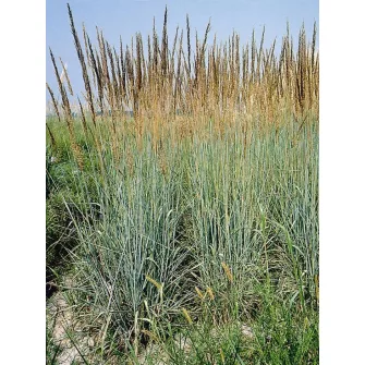 Indiánfű (Sorghastrum)