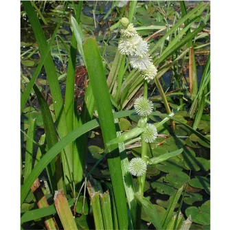 Békabuzogány (Sparganium)