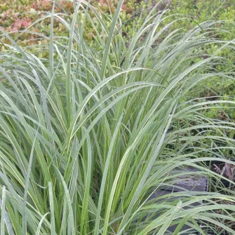 Préri zsinegfű (Spartina)