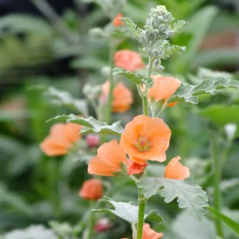 Földgömb mályva (Sphaeralcea)