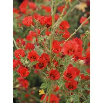 Földgömb mályva (Sphaeralcea)