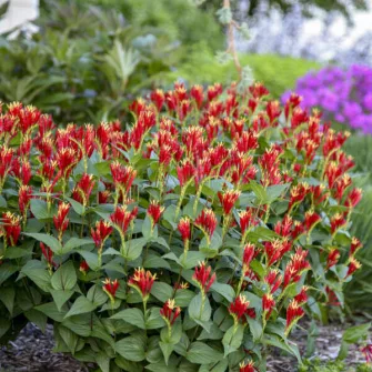Féregbokor (Spigelia)