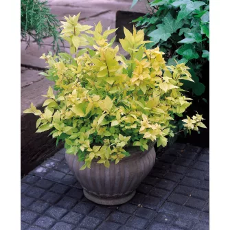 Gyöngyvesszű (Spirea)