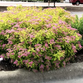 Gyöngyvesszű (Spirea)