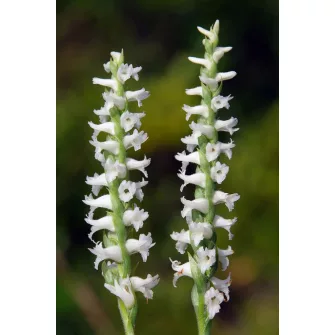 Füzértekercs (Spiranthes)