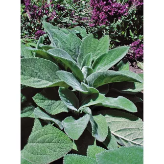 Tisztesfű (Stachys)