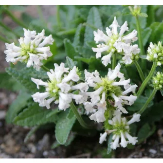 Tisztesfű (Stachys)