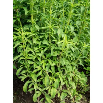 Édesfű (Stevia)