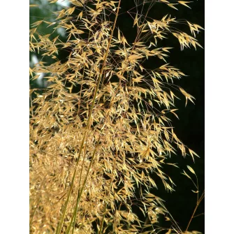 Árvalányhaj (Stipa)