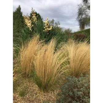 Árvalányhaj (Stipa)