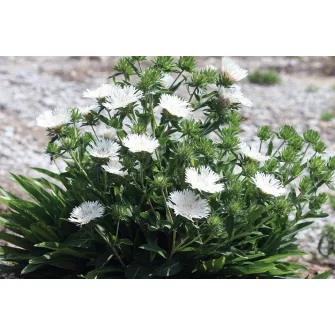 Olajbóbita (Stokesia)
