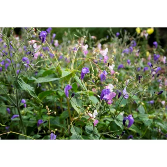 Mexikói petúnia (Strobilanthes)