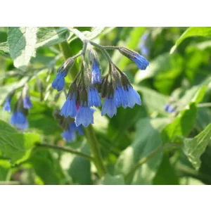Symphytum azureum - Nadálytő