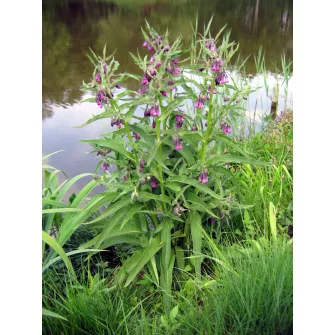 Nadálytő (Symphytum)