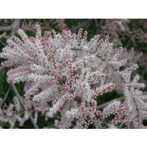 Tamarix tetrandra - Korai tamariska