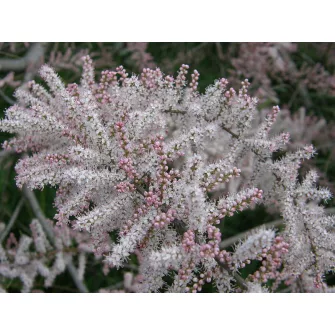 Tamariska (Tamarix)