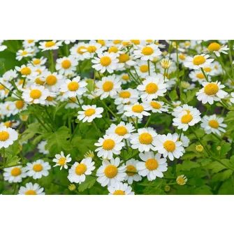 Őszi margitvirág (Tanacetum)