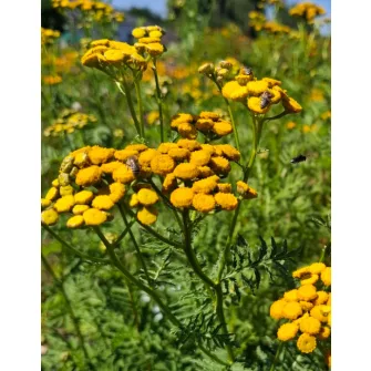 Őszi margitvirág (Tanacetum)