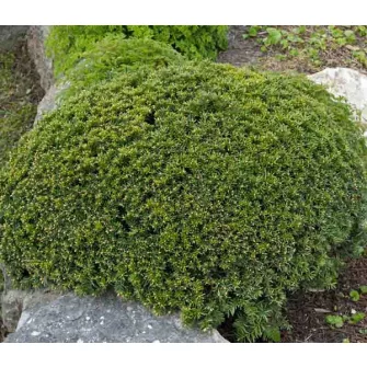 Tiszafa (Taxus)