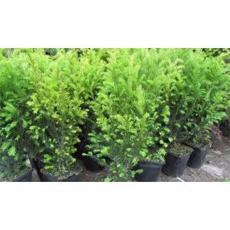 Tiszafa (Taxus)