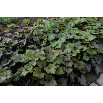 Csészerojt (Tellima)