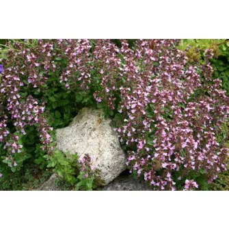 Gamandor (Teucrium)