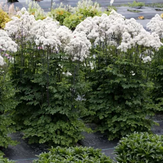 Borkóró (Thalictrum)