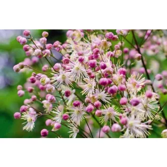 Borkóró (Thalictrum)