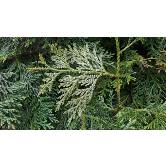 Hibatuja (Thujopsis)