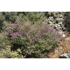 Thymus capitatus - Fejecskés kakukkfű