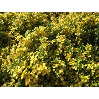 Kakukkfű (Thymus)