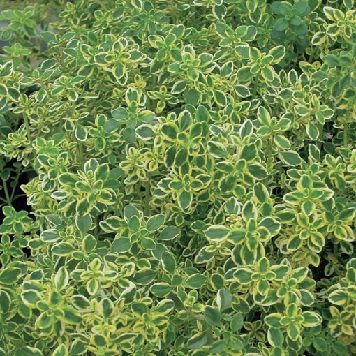 Thymus citriodorus Variegata - Citromillatú kakukkfű