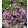 Thymus praecox Pink Chintz - Korai kakukkfű