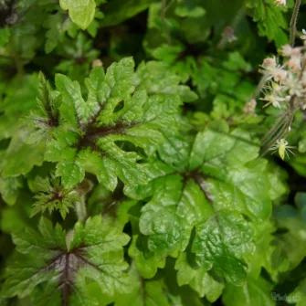Turbántok (Tiarella)