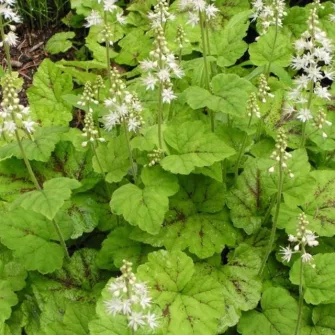 Turbántok (Tiarella)