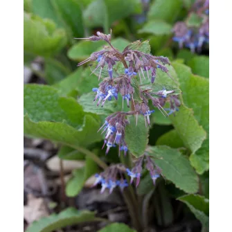 Keleti borágó (Trachystemon)