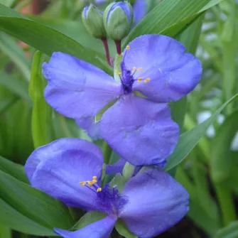 Pletyka (Tradescantia)