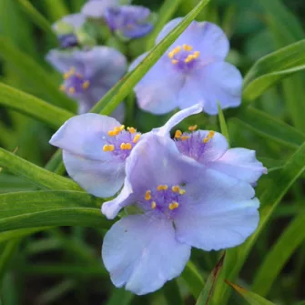 Pletyka (Tradescantia)