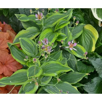 Borzas púpliliom (Tricyrtis)