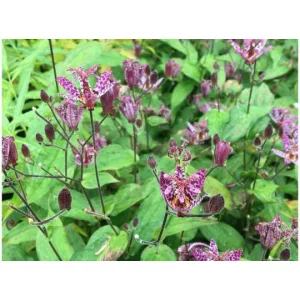 Tricyrtis formosana Purple Beauty - Borzas púpliliom